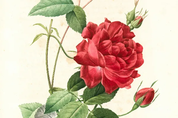 高清摄影 一幅画着红色玫瑰和绿叶的画。