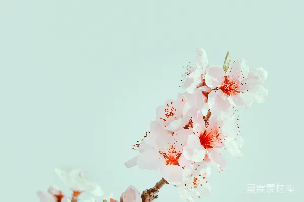 高清摄影 白色和粉色的樱花