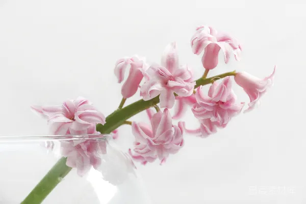 高清摄影 粉红色花瓣的花