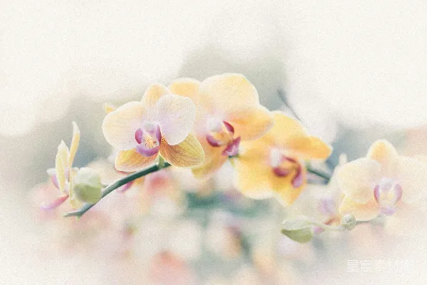 高清摄影 黄色和粉色花瓣的花