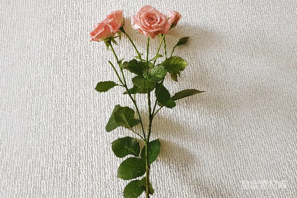 高清摄影 四朵粉红色的玫瑰花