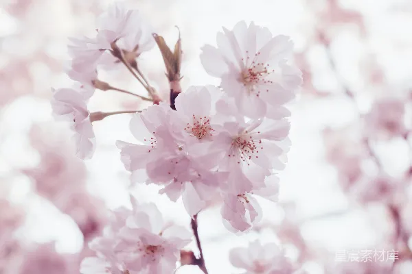 高清摄影 樱花花