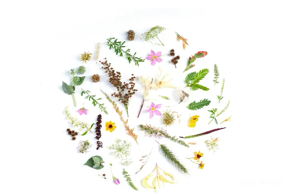 高清摄影 各种颜色的花朵