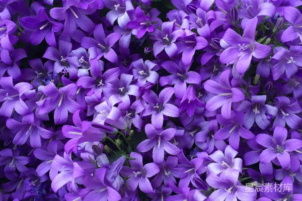 高清摄影 紫色的花和绿色的叶子