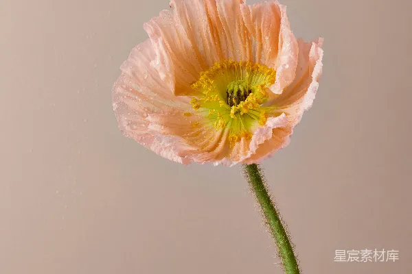 高清摄影 一朵粉红色的花，茎是绿色的。