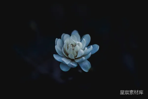 高清摄影 蓝色的花