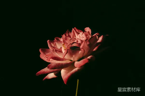 高清摄影 一朵红花在黑暗中