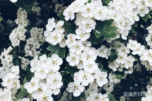 高清摄影 白花瓣的花