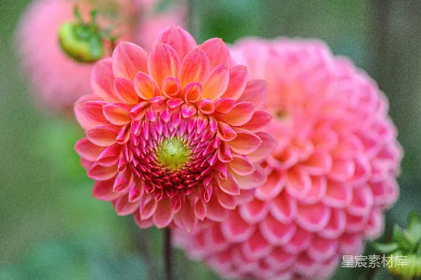高清摄影 粉红色花瓣的花