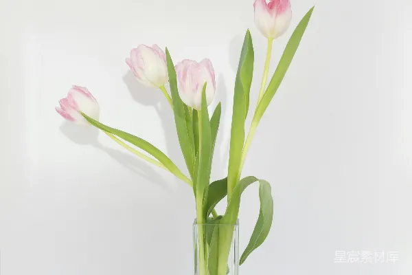 高清摄影 桌子上放着一个装满粉红色花朵的花瓶。