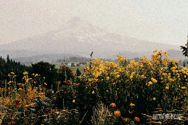 高清摄影 黄色和橙色的花瓣花朵