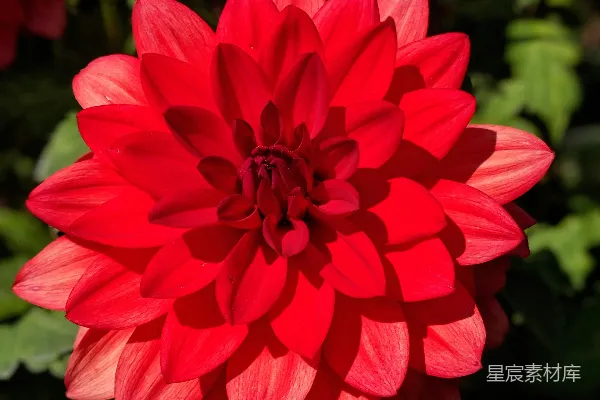 高清摄影 倾斜镜头中的红色花朵