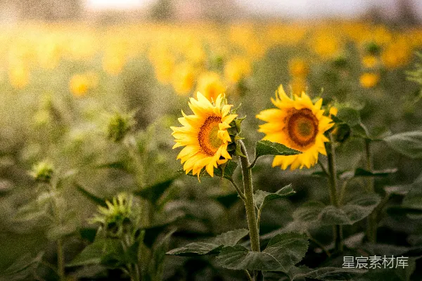 高清摄影 向日葵草地