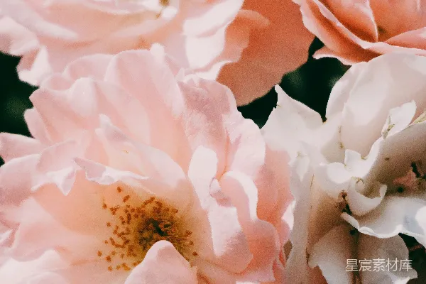 高清摄影 粉红色花瓣的花