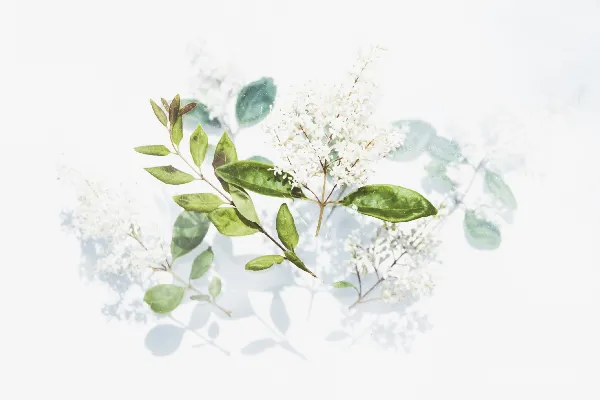 高清摄影 绿色叶子的艺术作品