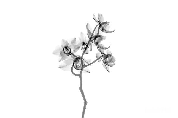高清摄影 白色花瓣的花形剪贴画