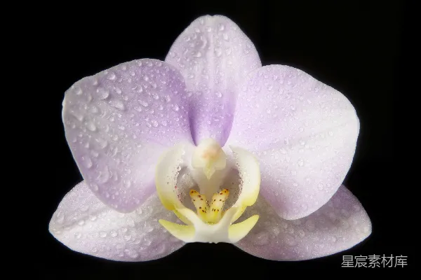 高清摄影 一朵带水珠的紫色花朵