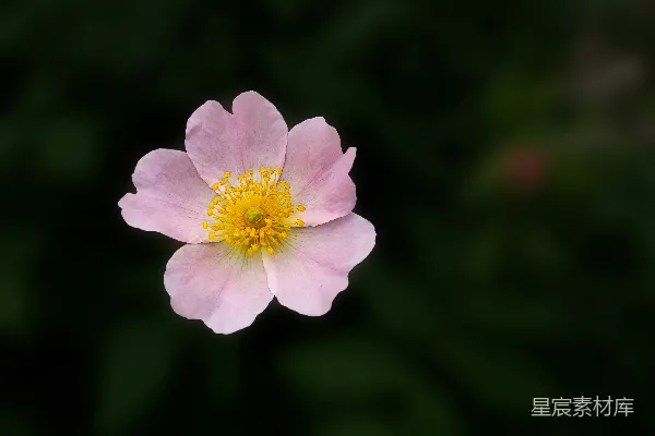 高清摄影 一朵粉色的花，黄色的花蕊，背景是绿色的。