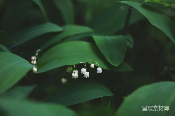 高清摄影 浅景深摄影的白花