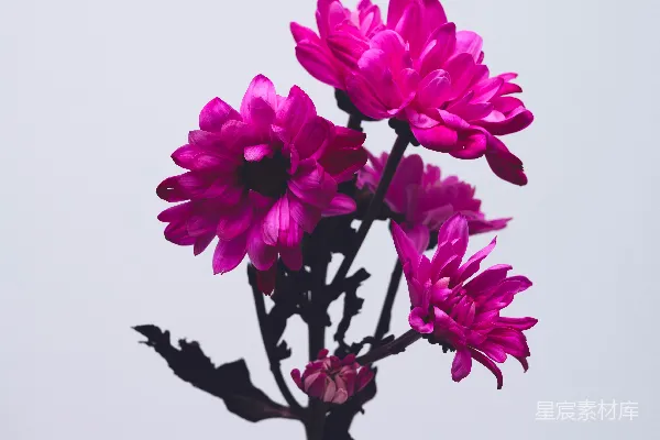 高清摄影 粉红色的花朵在黑树枝上