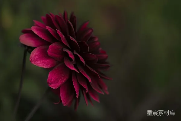 高清摄影 选择性聚焦照片中的粉色花瓣花