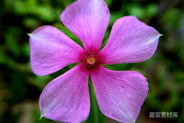 高清摄影 5瓣花的特写摄影