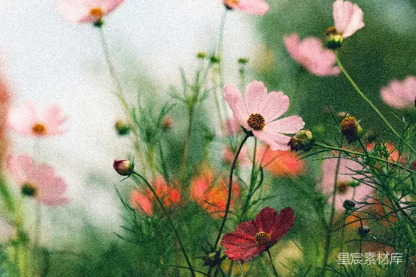 高清摄影 一簇粉红色的花