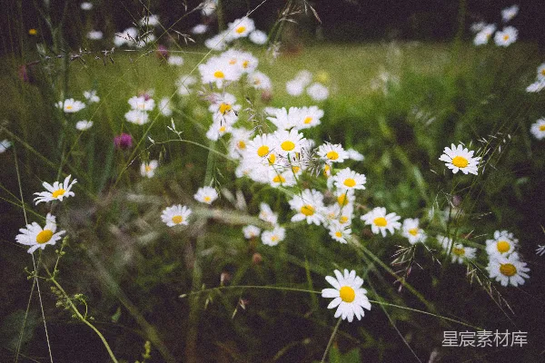 高清摄影 白花浅景摄影