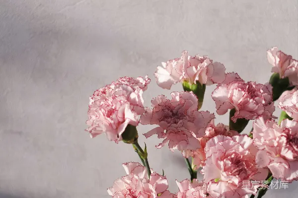 高清摄影 黑色桌子上粉白相间的花朵