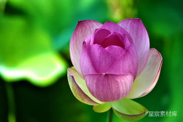 高清摄影 粉白相间的花瓣花朵照片