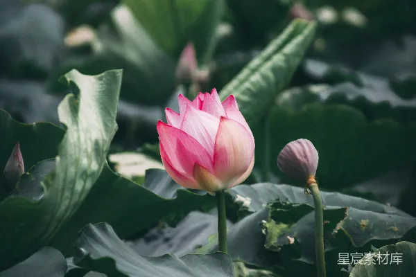 高清摄影 粉色花瓣的花