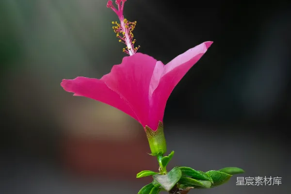 高清摄影 粉红色的花朵在棕色的茎上。