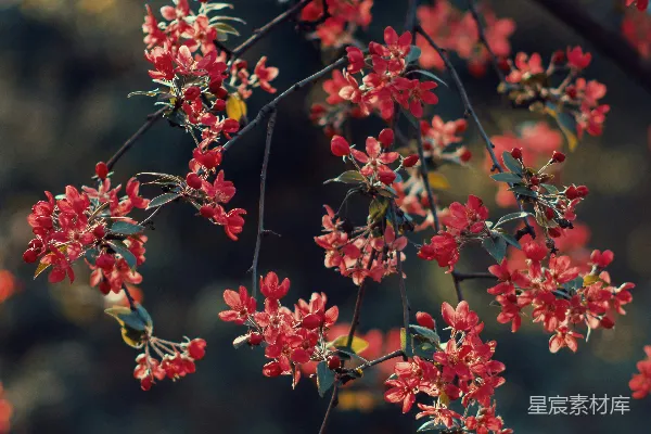 高清摄影 红色和绿色叶子的植物
