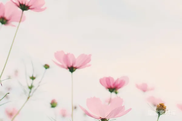 高清摄影 一簇粉红色的花