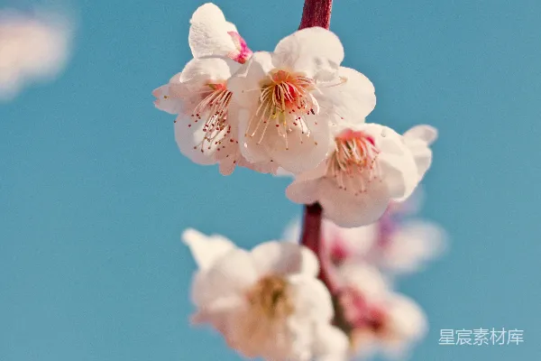 高清摄影 白色花瓣的花