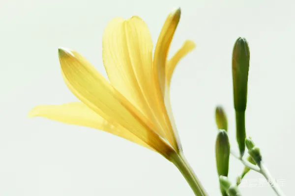 高清摄影 黄色的花，绿色的茎