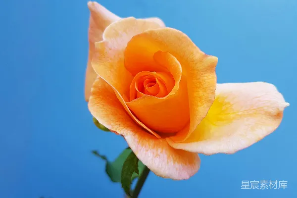 高清摄影 橙花
