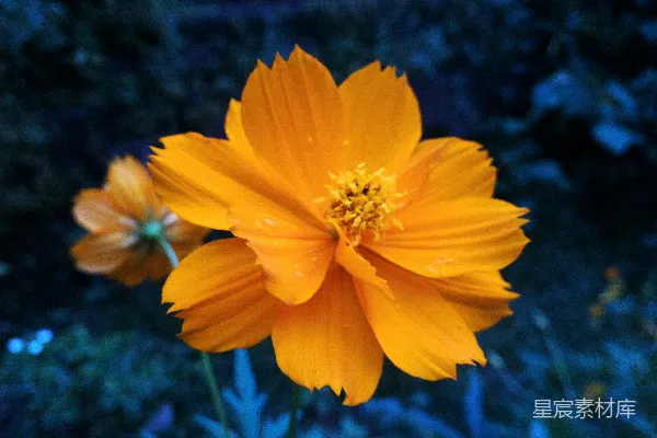 高清摄影 浅景深的黄花摄影