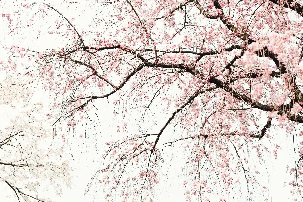 高清摄影 黑白相间的树