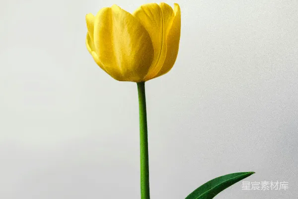 高清摄影 一支黄色的郁金香在玻璃花瓶中