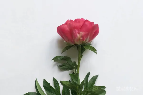 高清摄影 白色表面上的粉红色花瓣的花