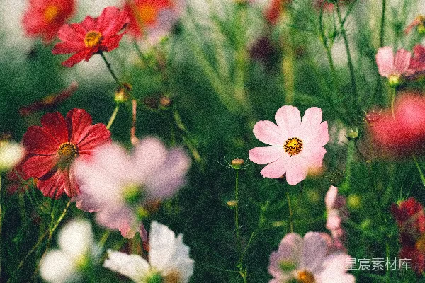 高清摄影 一簇花