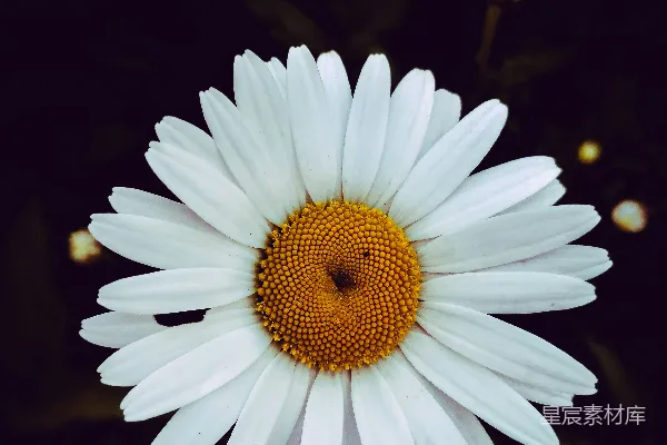 高清摄影 一朵白色的大花，中心是黄色的。