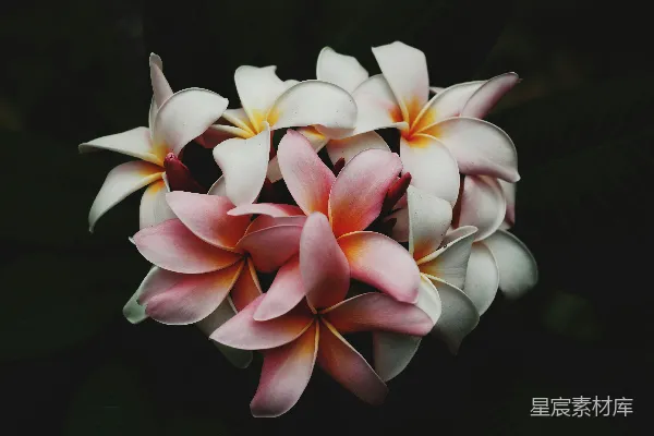 高清摄影 在黑暗中，白色和粉色的花瓣花朵