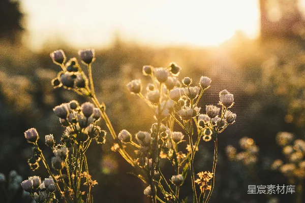 高清摄影 花朵的特写照片