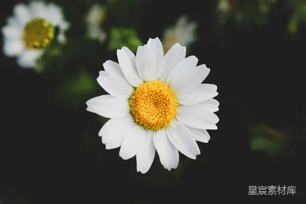 高清摄影 白色雏菊花