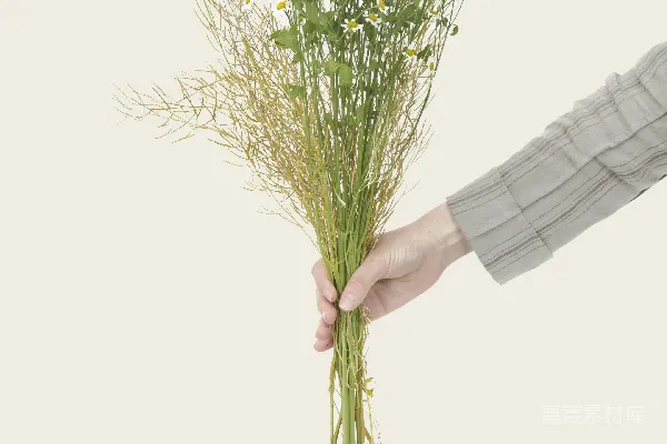 高清摄影 手持雏菊花束的人