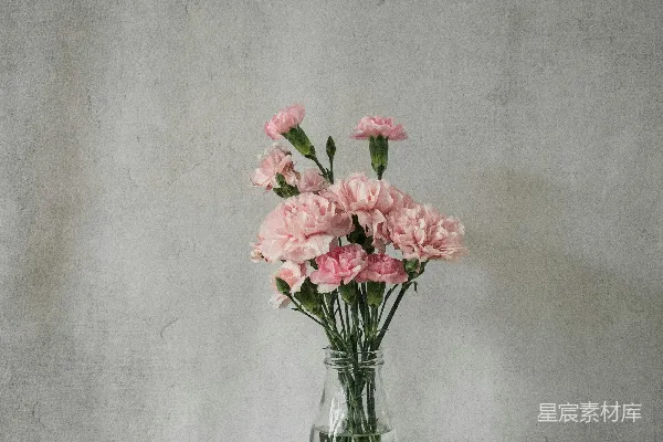 高清摄影 粉红色的花朵在透明玻璃花瓶中