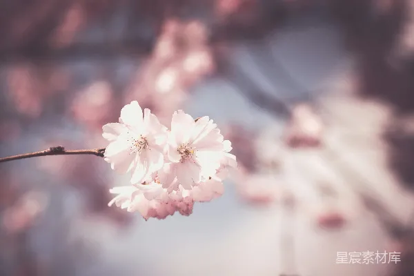 高清摄影 选择性焦点摄影中的粉红色樱花花