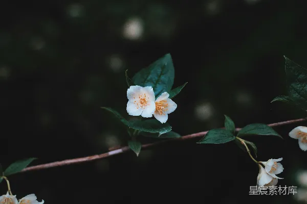 高清摄影 选择性聚焦摄影中的白花瓣花朵